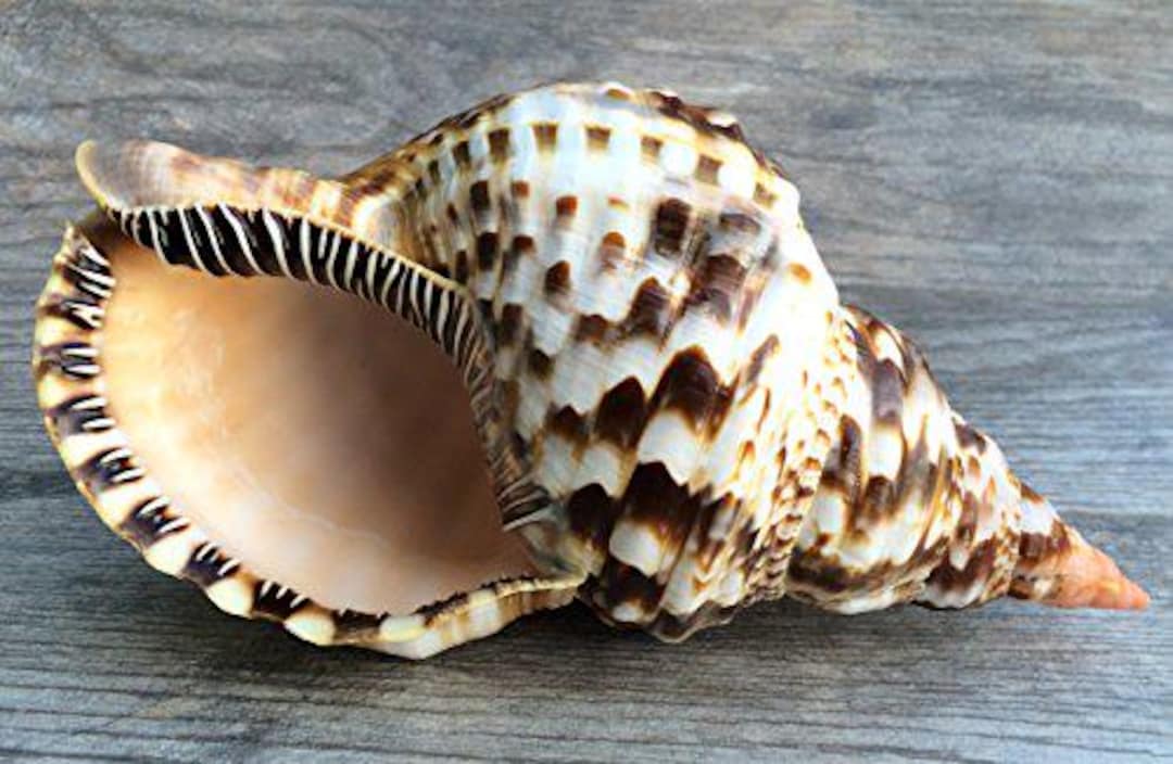 Trition Shell Triton Shell, 1 Triton Sea Shell Large 9