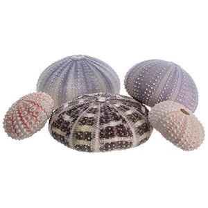 Sea Urchin Collection | 5 Assorted Sea Urchins | Coastal Decorations