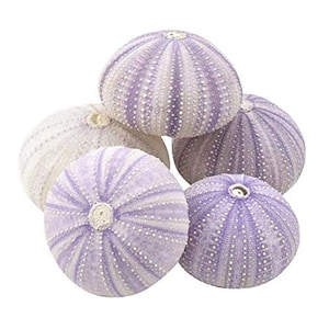 May include: A collection of sea urchin shells in shades of lavender and white. The shells are round with radial patterns and small, white, dotted textures. The sea urchins are arranged in a pile against a white background.