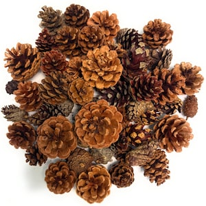 Cinnamon Scented Pinecones Variety 1lb for Decorating - Over 40 Small Cinnamon Pinecones for Crafts and Vase Filler - Cinnamon Pine Cones