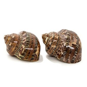 May include: Two brown and tan seashells with striped patterns. The shells are positioned side-by-side against a white background. The shells have a spiral shape and a glossy finish, showcasing natural textures and colors.