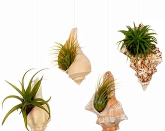 Hanging  Air Plant Holder – 4 Sea Shells and 4 Live Tillandsia Airplant Gift Set  - Airplant Planter with Plants Tillandsia