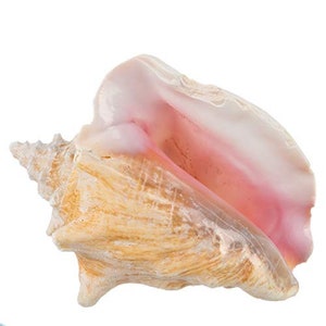 May include: A large conch shell with a spiral shape. The shell has a creamy beige exterior with a pink interior. The shell's surface has a textured appearance, with ridges and grooves. The shell is a natural object, likely from the ocean.