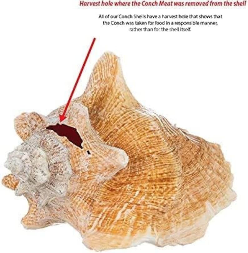 Conch Shell Large Sea Shells Garden Quality 5 to 6 Inch Conch Sea Shell ...