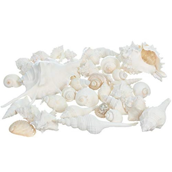 Sea Shells Real Mixed Beach 3/4" - 5" | Seashells White Decorative 1 Pound Sea Shells Bulk Seashell Wedding Shells for Crafts