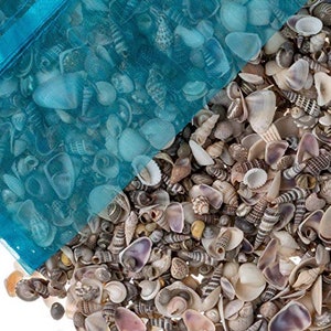 Tiny Miniature Fairy Garden Seashell Assorted Mix, Tiny Small Seashells for Craft and Decoration, 16 Ounces, 1,500+