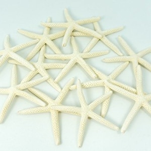 Finger Starfish | 12 White Finger Starfish 2&quot; to 3&quot;
