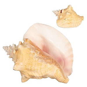Conch Seashell Shell, Bahama Conch 8-10&quot;