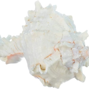 Murex Ramosus Shell Garden Quality, 7&quot; Imperfect Murex Seashell
