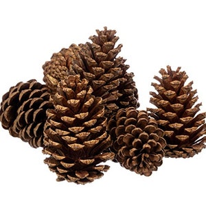 Large Cinnamon Scented Pinecones 8 Pack 3&quot; to 5&quot; Cinnamon Pinecones for Decorating - Cinnamon Fragrance