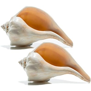 May include: Two large conch shells with a creamy white exterior and a warm, orange-brown interior. The shells have a spiral shape and a smooth, glossy texture, perfect for coastal decor or beach-themed crafts.