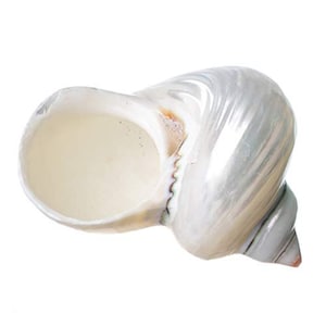 Hermit Crab Shells | Turbo Shells | Mother-of-Pearl Turbo Shell 1.75&quot;-2&quot; | Opening Size Approx. 1&quot; | Hermit Crab House for Décor