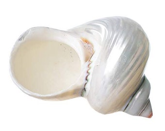 Hermit Crab Shells | Turbo Shells | Mother-of-Pearl Turbo Shell 1.75"-2" | Opening Size Approx. 1" | Hermit Crab House for Décor