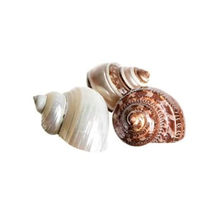May include: Three seashells of varying sizes and colors are arranged against a white background. One shell is pearlescent white, while the others are brown with intricate patterns. The shells have a spiral shape.