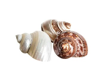 Hermit Crab Shells | Turbo Shells | 1 Brown, 1 Banded, and 1 White Pearlized Turbo Shells 1.75"-2" | Opening Size Approx. 1"