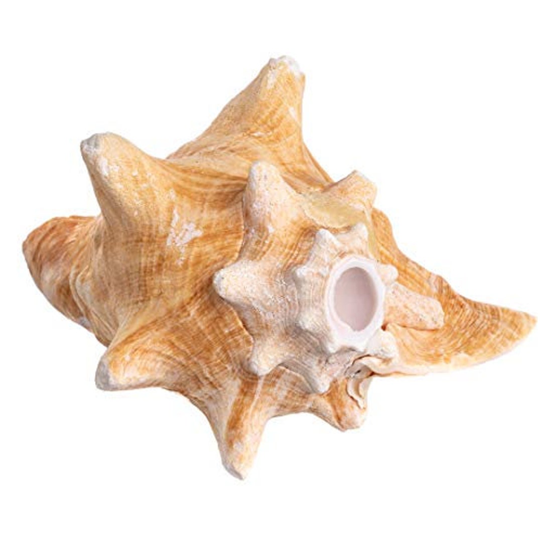 Starfish | White Finger Starfish 4-6 | Home Decor - Art & Crafts | Plus  Free Nautical E-Book by Joseph Rains (10 Pack White, Blue & Green)