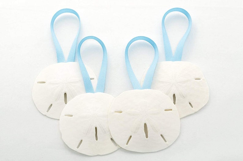 Set of 4 Hanging Sand Dollars 3-3.5 for Beach Wedding Decor Sand Dollars Ornaments Baby Blue Ribbon