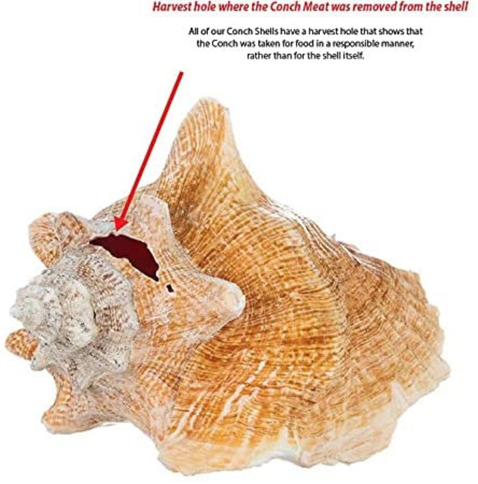 Conch Sea Shell Garden Quality 68 Conch Shell - Etsy