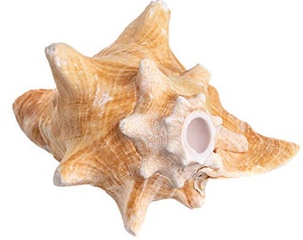 Shell Horn | Conch Sea Shell Horn 6"-7"