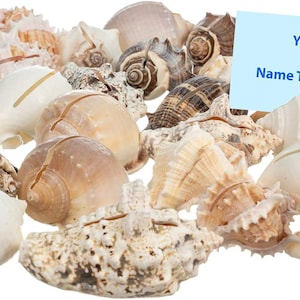 May include: A collection of various seashells in shades of white, tan, and brown. The shells vary in size and shape, with some featuring spiral patterns and textured surfaces. A light blue card with the text "Your Card or Name Tag Goes Here" is in the background.