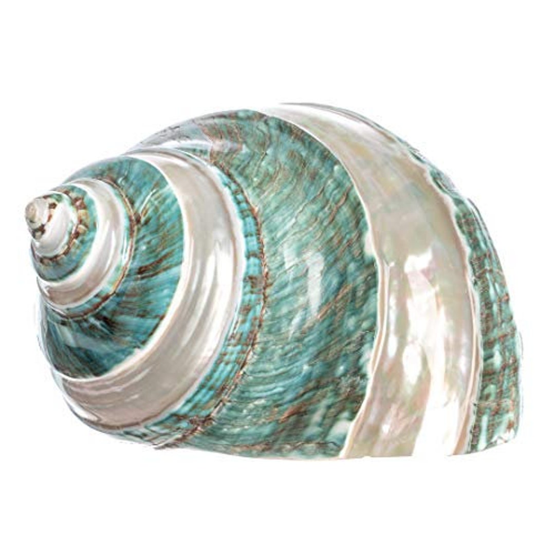 4 Pack Large Hermit Crab Shells, Muffin Snail Shells | Turbo | Giant