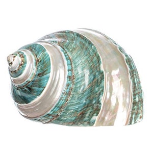 May include: A large, spiraled seashell with a green and white iridescent pattern. The shell has a smooth, glossy finish.
