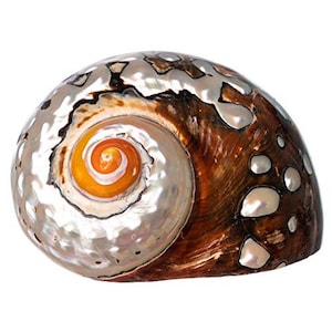 May include: A polished seashell with a spiral design. The shell features a pearlescent, silver-white interior and a brown exterior with iridescent accents. The spiral center is a vibrant orange and yellow.