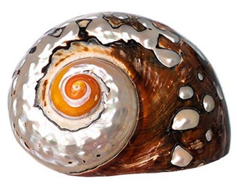 Hermit Crab Shells | Turbo Shells | African Sarmaticus Turbo Shell 2"-2.5" | Hermit Crab House for Décor