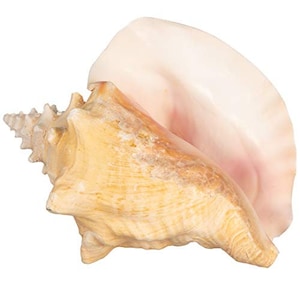 Sea Shell | Conch Shell 6&quot;-8&quot; | Seashell for Display & Home Décor