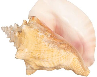 Sea Shell | Conch Shell 6"-8" | Seashell for Display & Home Décor