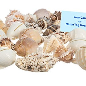 May include: A collection of various seashells in shades of white, tan, and brown. The shells vary in size and shape, with some featuring spiral patterns and textured surfaces. A light blue card with the text "Your Card or Name Tag Goes Here" is also present.