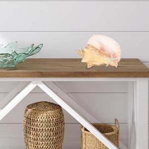 Conch Shell Large Sea Shells Garden Quality 5 to 6 Inch Conch Sea Shell ...
