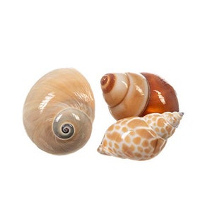 Carapaces de bernard-l'ermite | 3 boîtiers de turbo polis 1"-3" | La taille de l'ouverture est d'environ 1/2" - 3/4" | (escargot brun, lune, turbos Babylonia)