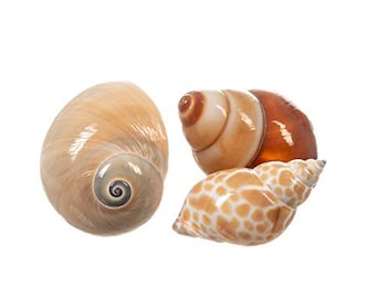 Hermit Crab Shells | 3 Polished Turbo Shells 1"-3" | Opening size is approximately 1/2" - 3/4" |(Brown Land Snail, Moon, Babylonia Turbos)