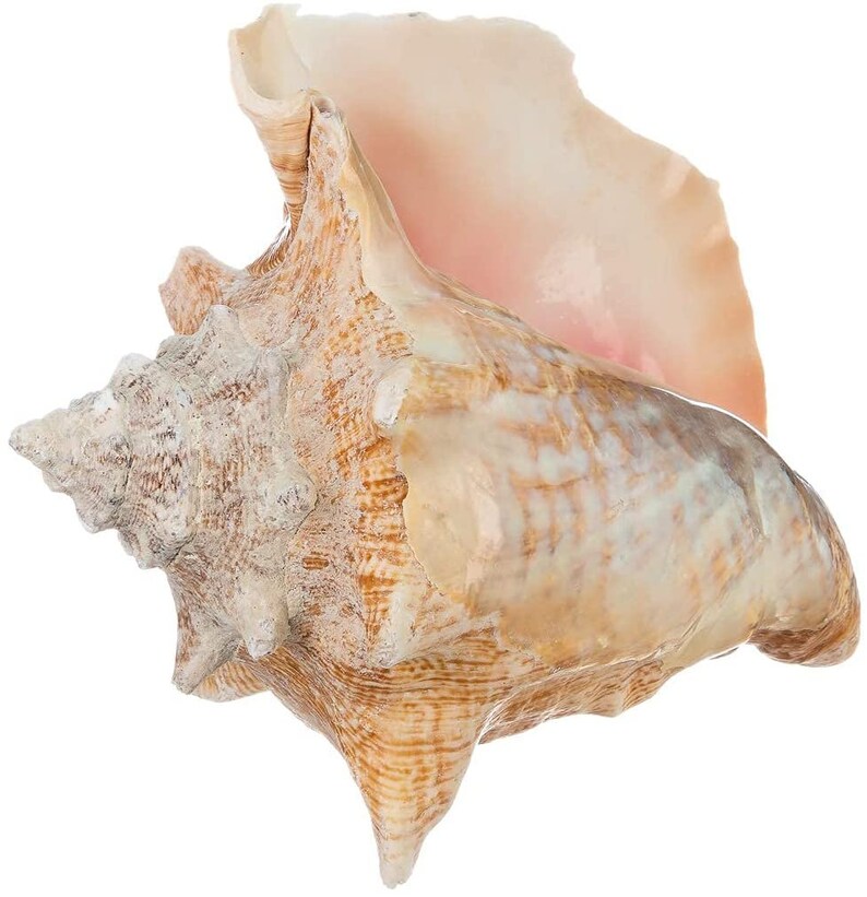 Conch Sea Shell Garden Quality 68 Conch Shell - Etsy