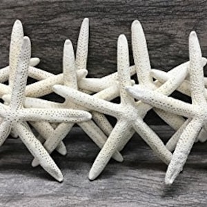 Starfish | White Finger Starfish 4"-6" | Home Decor - Art & Crafts