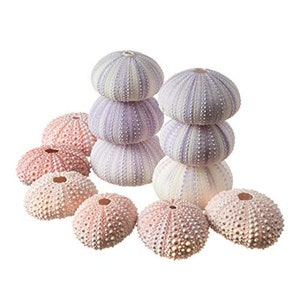 Sea Urchins | 6 Pink Sea Urchin Shells & 6 Purple Sea Urchin Shells | Craft and Decor