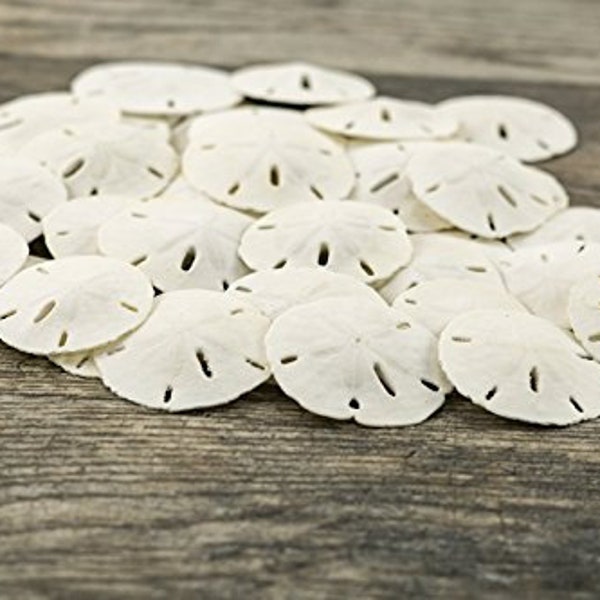 Sand Dollar | Real Sand Dollars 1 1/2" to 2" (Set of 30) | Seashell Wedding | Sand Dollars for Crafts