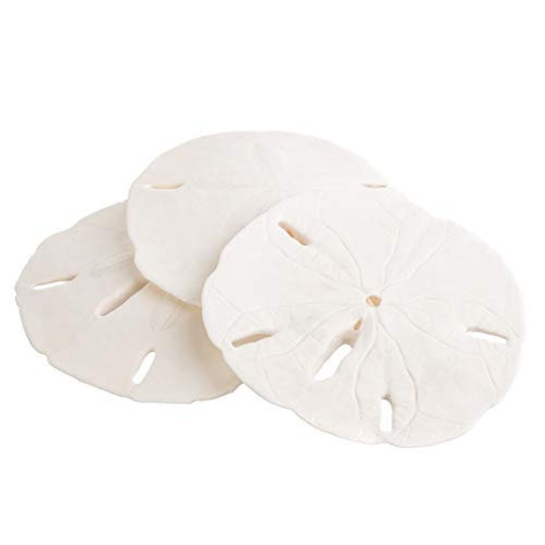 Nautical Crush Dinosaurier-Sukkulententopf Aus Keramik – Handbemalt, 24,1 Cm Lang, Perfekt Für Deko Innen