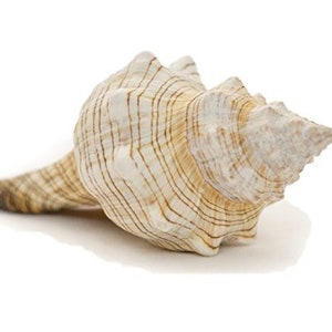 Sea Shells | Striped Fox Conch Sea Shell 6&quot;-7&quot; | 1 Shell for Display or Decor