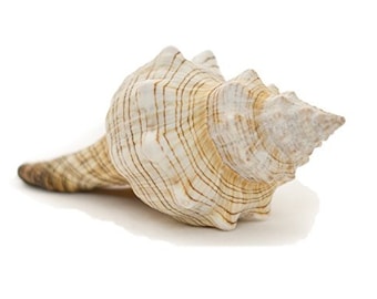 May include: A large, beige seashell with brown stripes and a pointed tip. The shell has a spiral shape and a textured surface. The shell is on a white background.