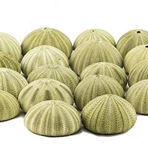 May include: A collection of sea urchin shells in various sizes and shades of green. The shells have a ribbed texture and a circular shape, perfect for coastal decor or craft projects.