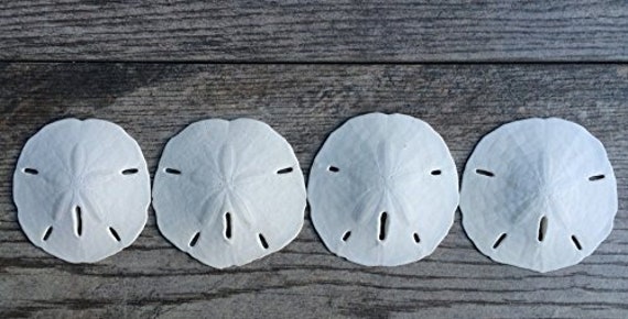 Real Sand Dollars 3 to 3 1/2 Set of 4, Sand Dollar Shells, Seashell  Wedding, Sand Dollars for Crafts