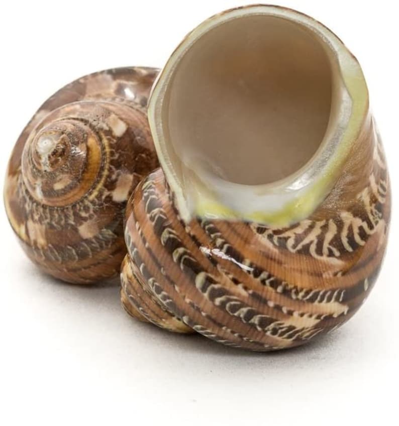 Hermit Crab Shells Turbo Shells 2 Brown Turbo Shells Etsy