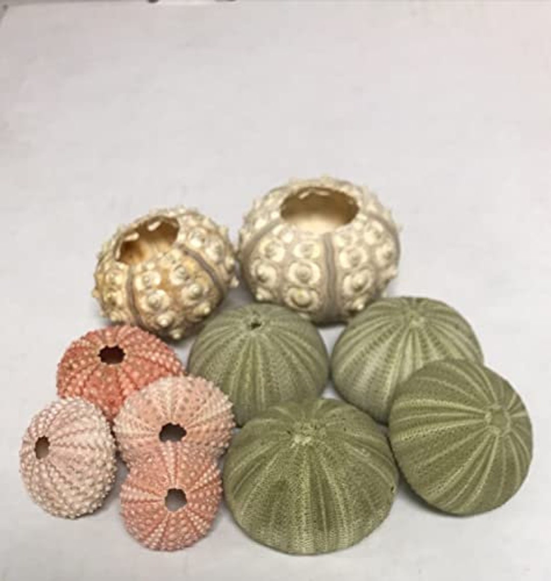 Sea Urchin Air Plant