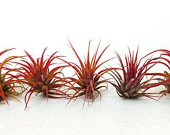 Air Plant | Lonantha Fuego Tillandsia Air Plants with Airplant Care Instructions | Terrarium Indoor House Plant