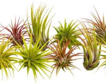 Air Plant | Varieties of Tillandsia Air Plants with Airplant Care Instructions | Terrarium Indoor House Plant