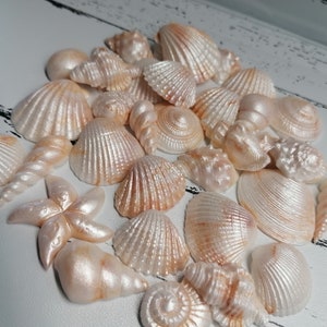 12 Shells Edible Cake Toppers Fondant Icing Shimmer