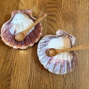May include: Two natural scallop shells with white interiors and reddish-brown exterior ridges, each paired with a small, smooth, light brown wooden spoon resting inside the concave center of the shell, showcasing organic textures and shapes.