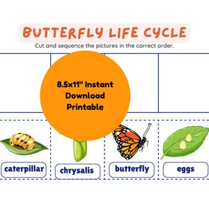 Puede incluir: Una actividad de ciclo de vida de la mariposa imprimible con cuatro etapas: huevos, oruga, crisálida y mariposa. Las etapas están ilustradas con imágenes de dibujos animados coloridos.